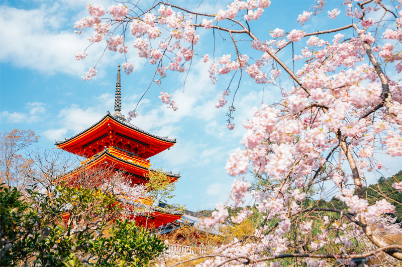 清水寺の桜