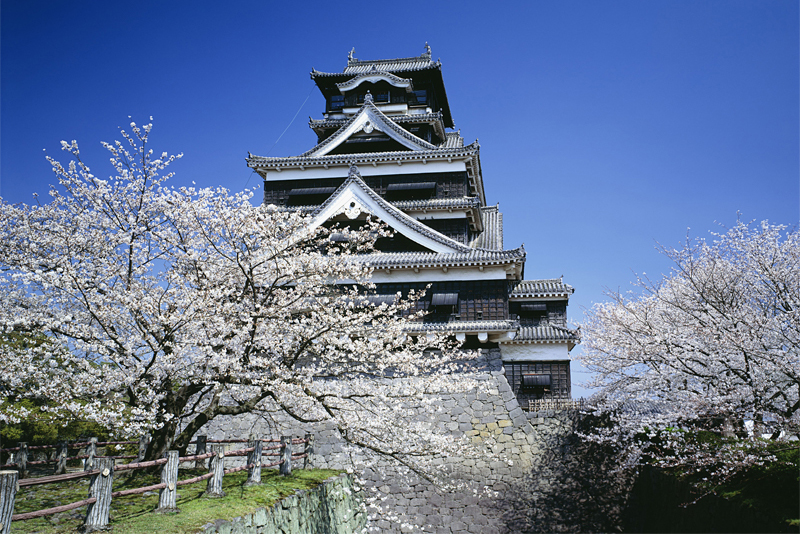 熊本城の桜