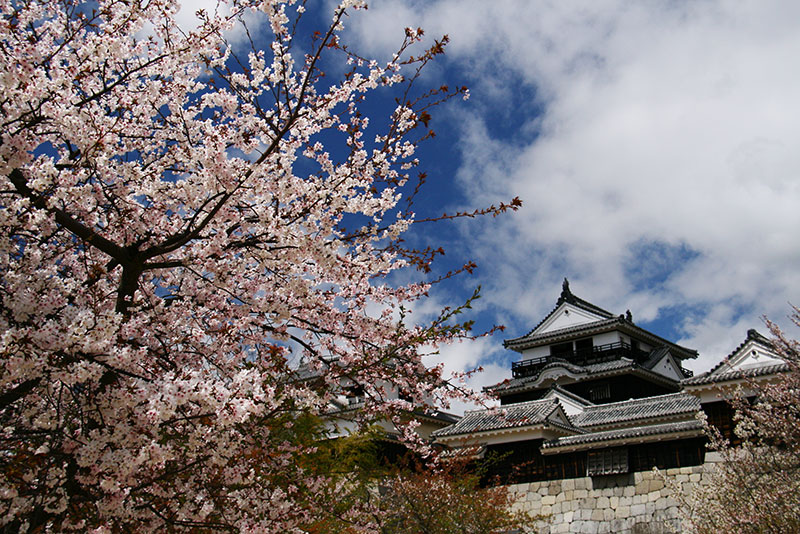 松山城の桜