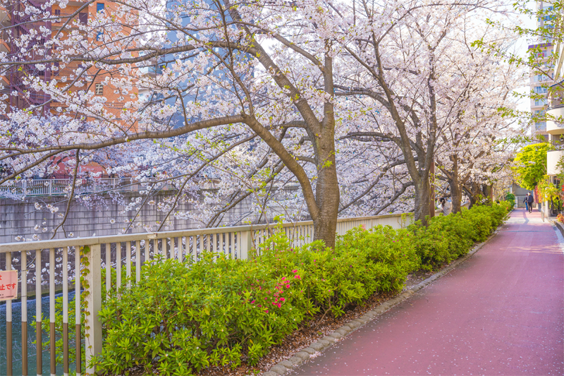 目黒川の桜