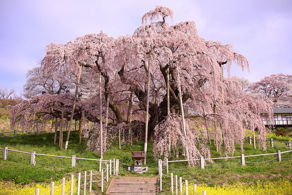 三春滝桜