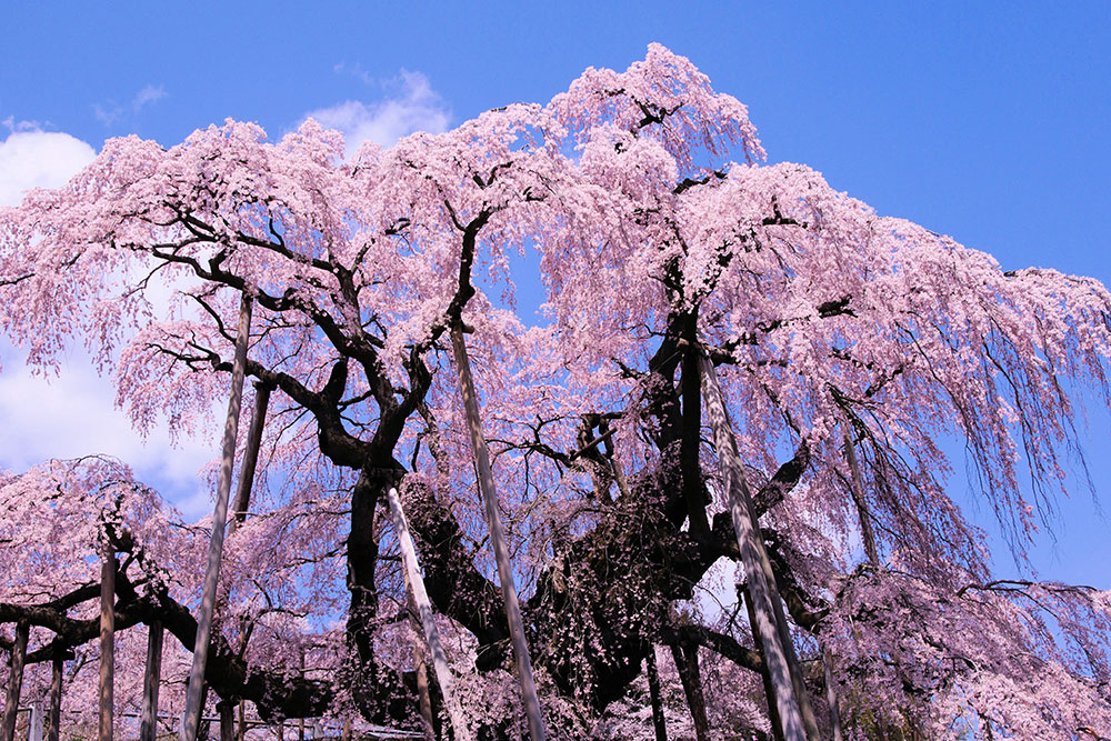 三春滝桜