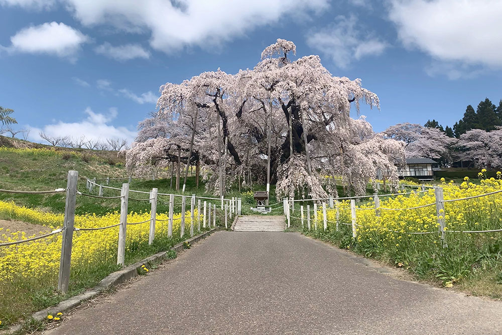 三春滝桜