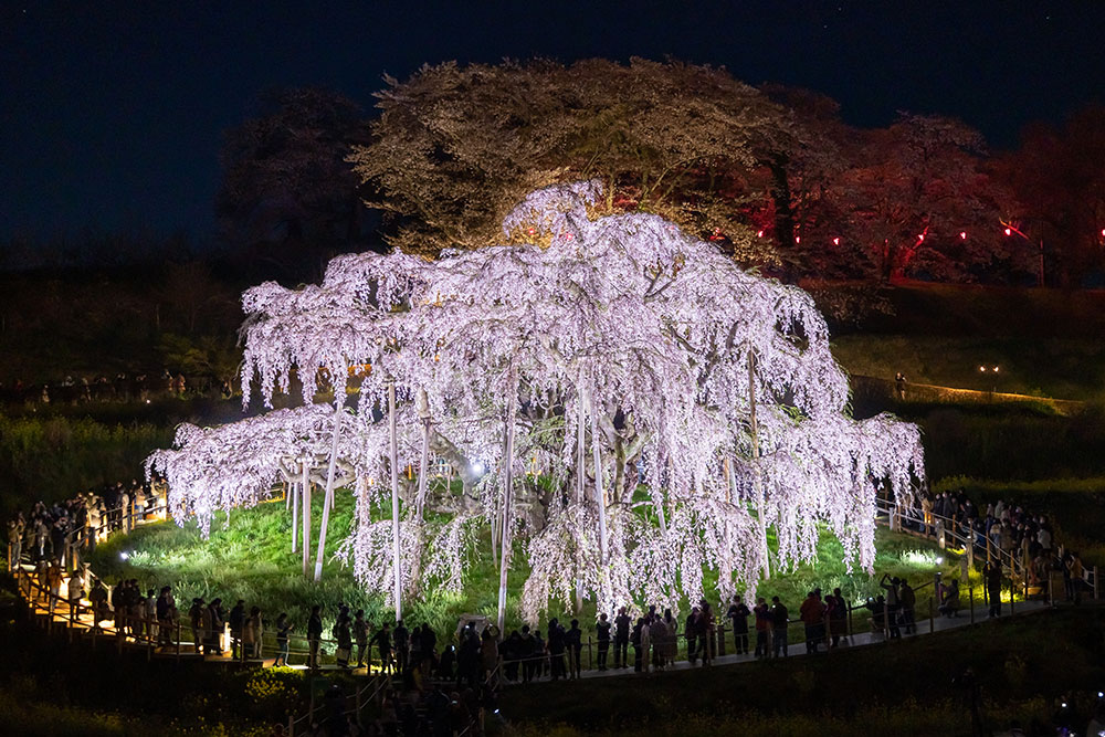 三春滝桜