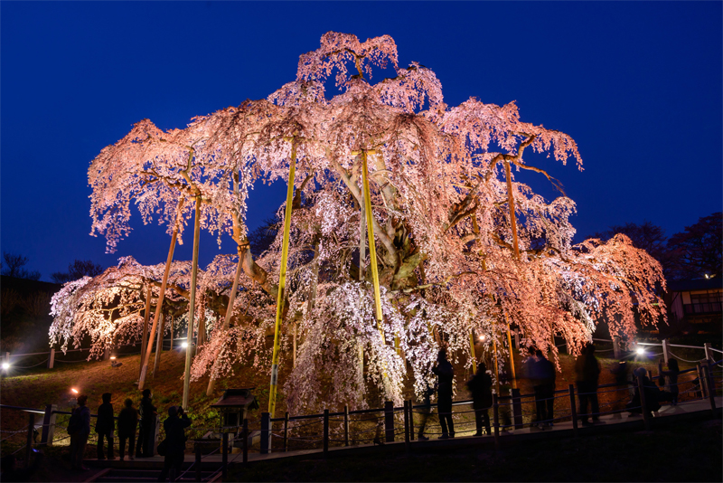 三春滝桜