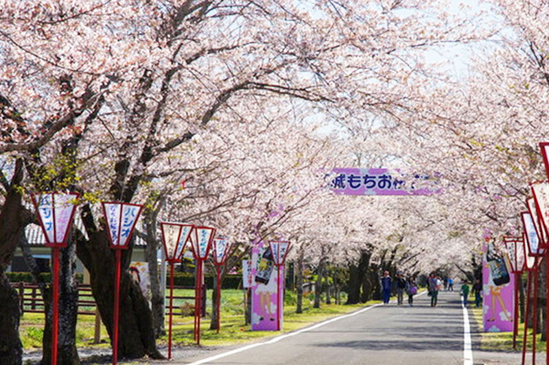 母智丘公園桜