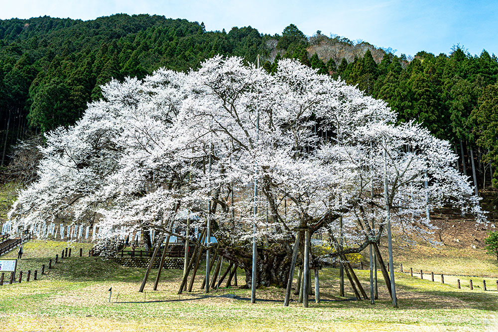 根尾谷淡墨桜