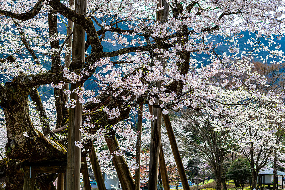 根尾谷淡墨桜