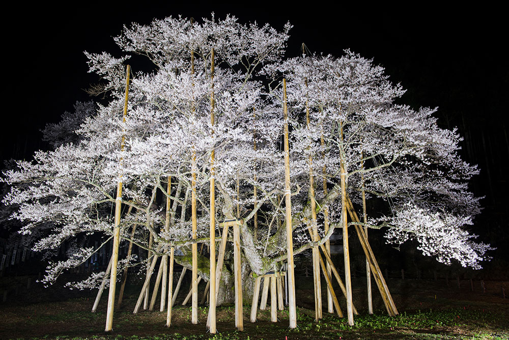 根尾谷淡墨桜