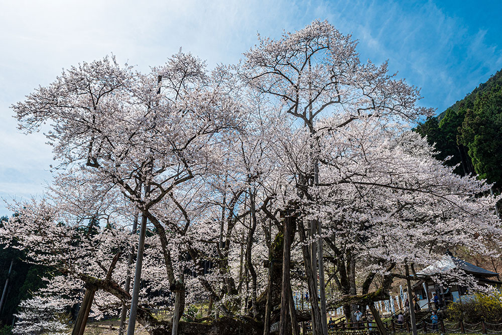 根尾谷淡墨桜