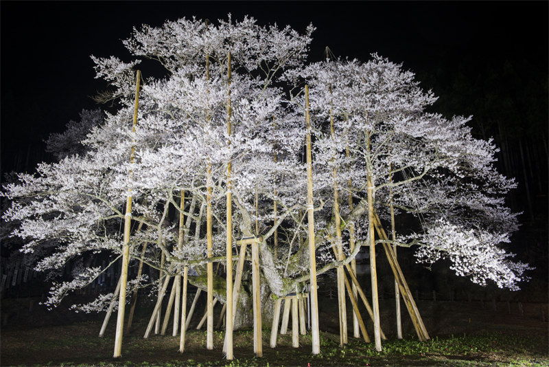 根尾谷淡墨桜