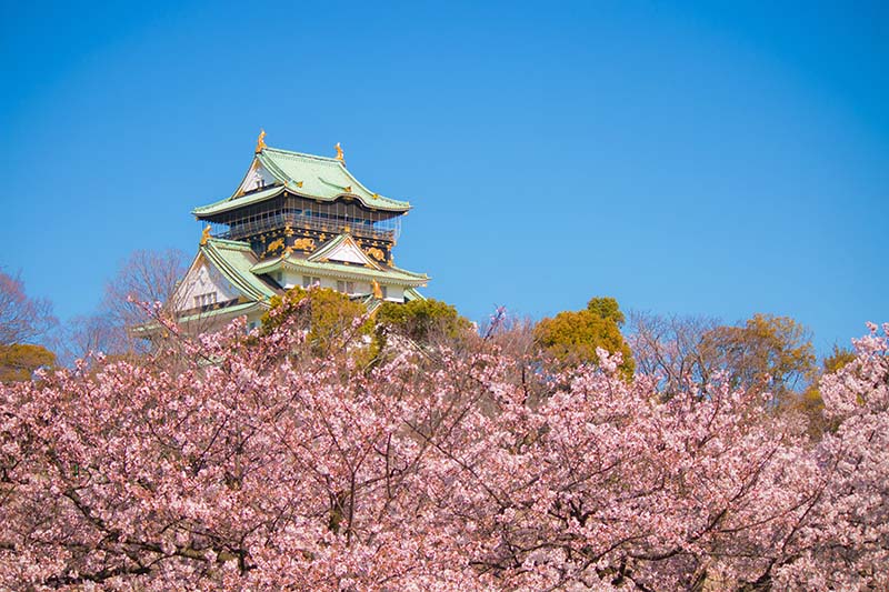 大阪城の桜