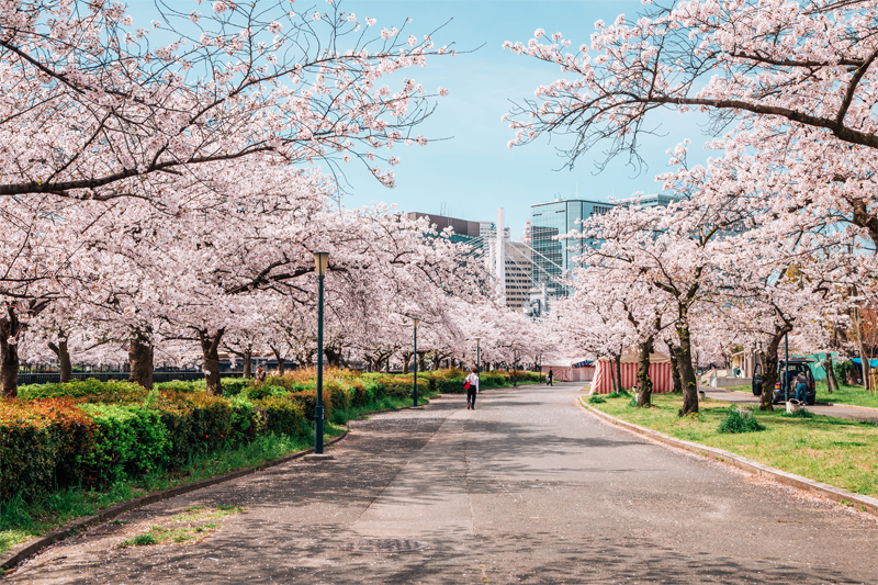 大阪造幣局の桜