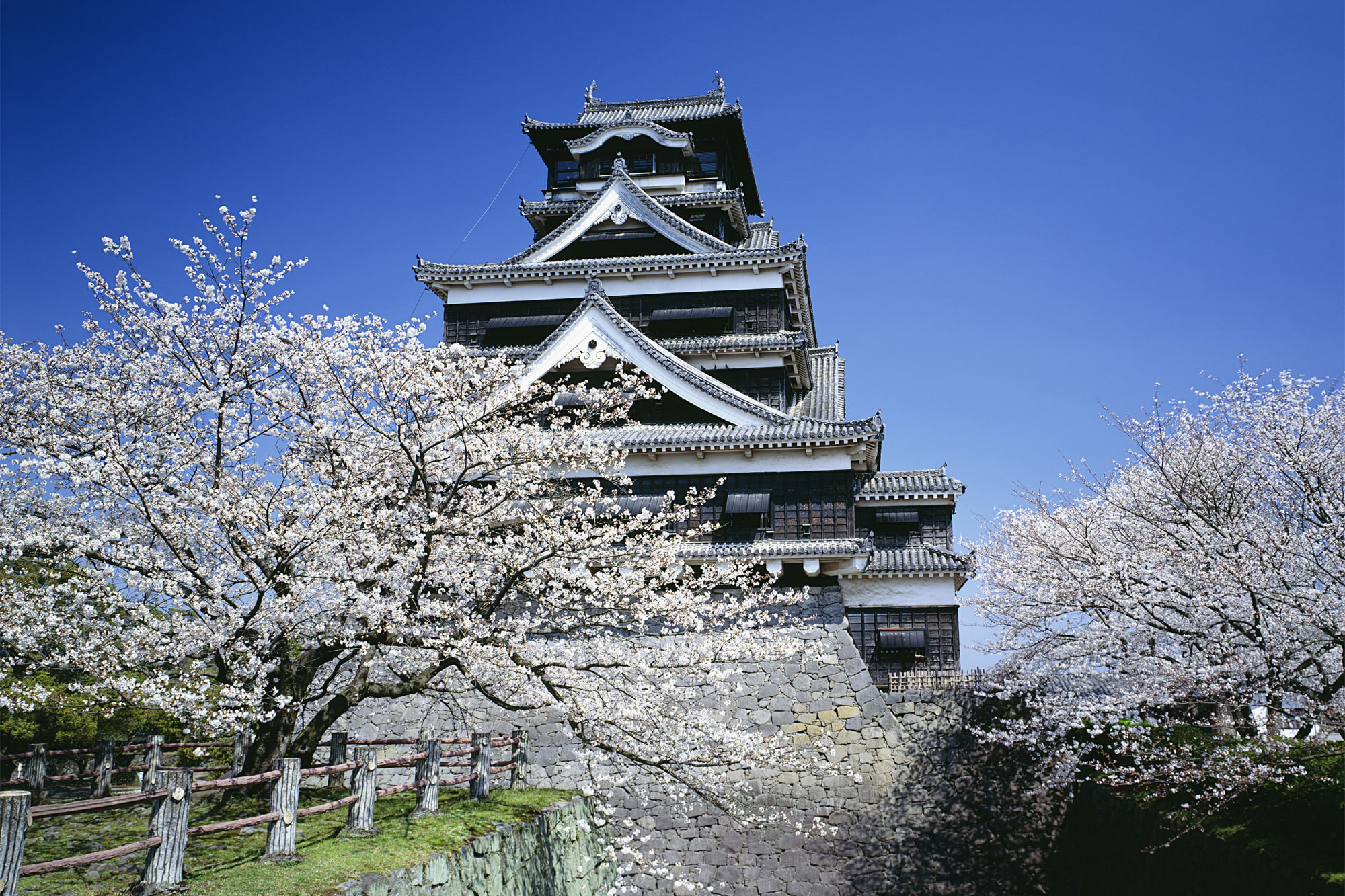 桜　メイン画像