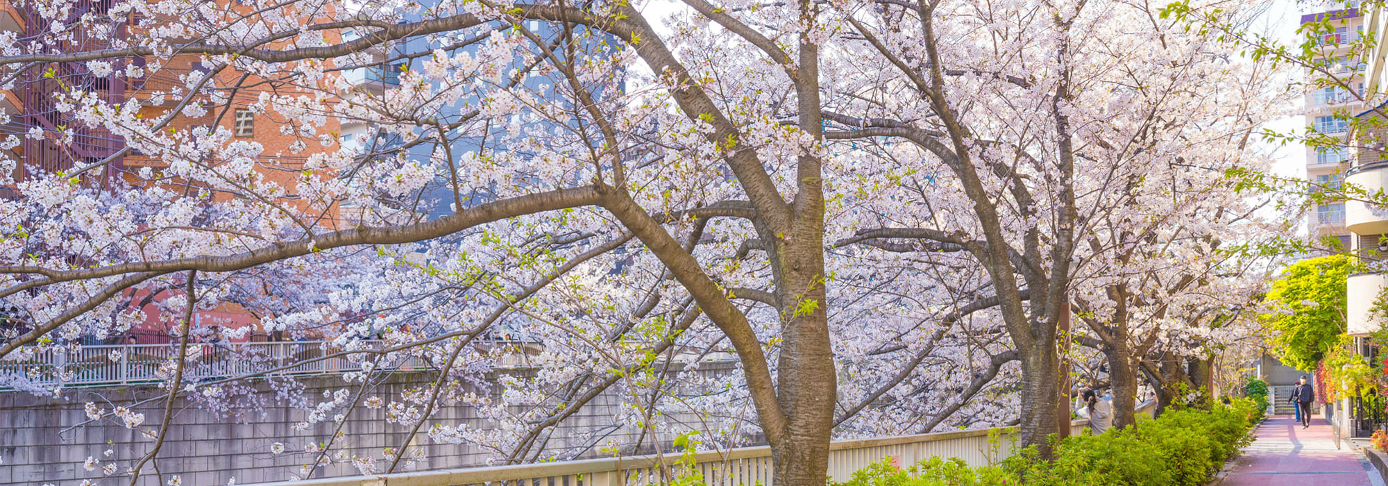 桜　メイン画像