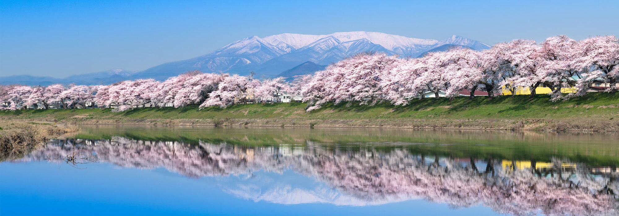 桜　メイン画像