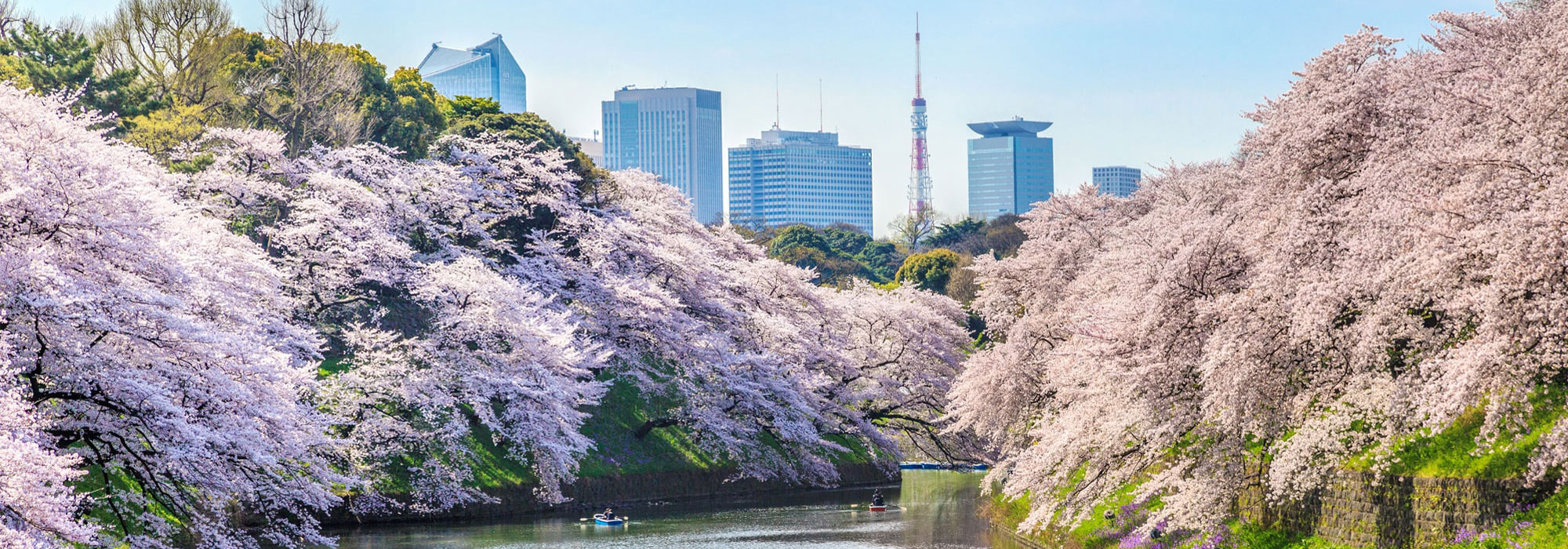 桜　メイン画像