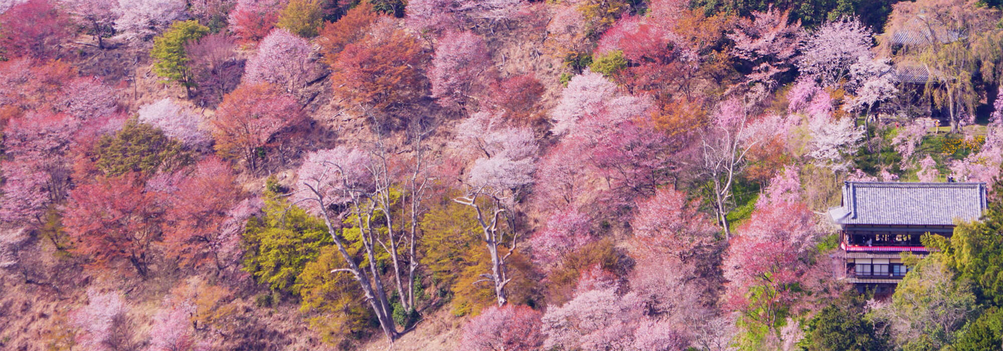 桜　メイン画像