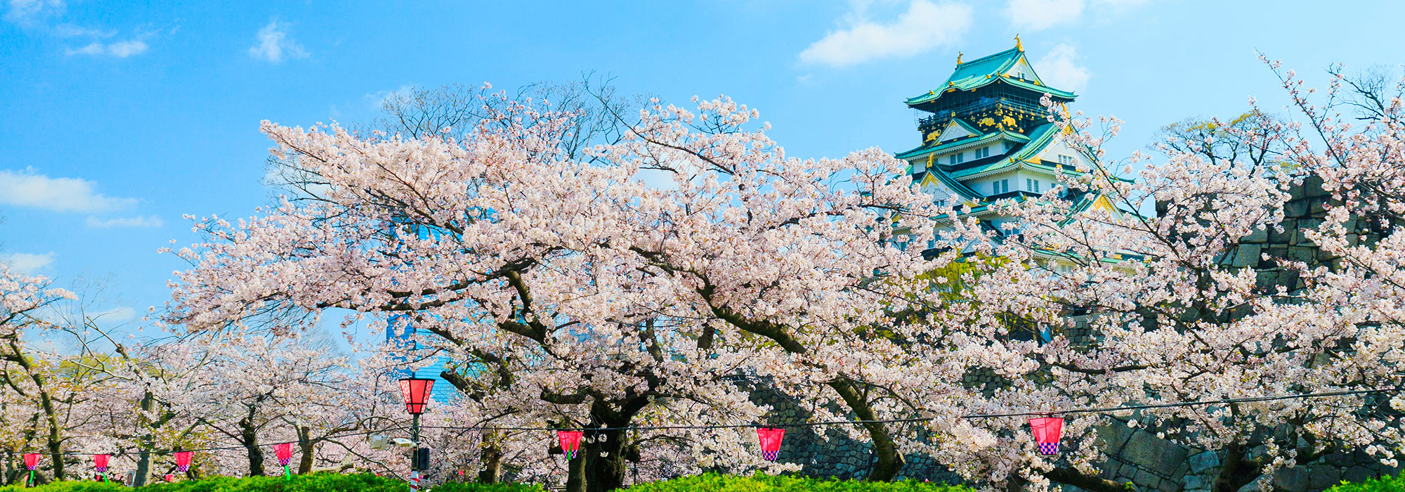 桜　メイン画像