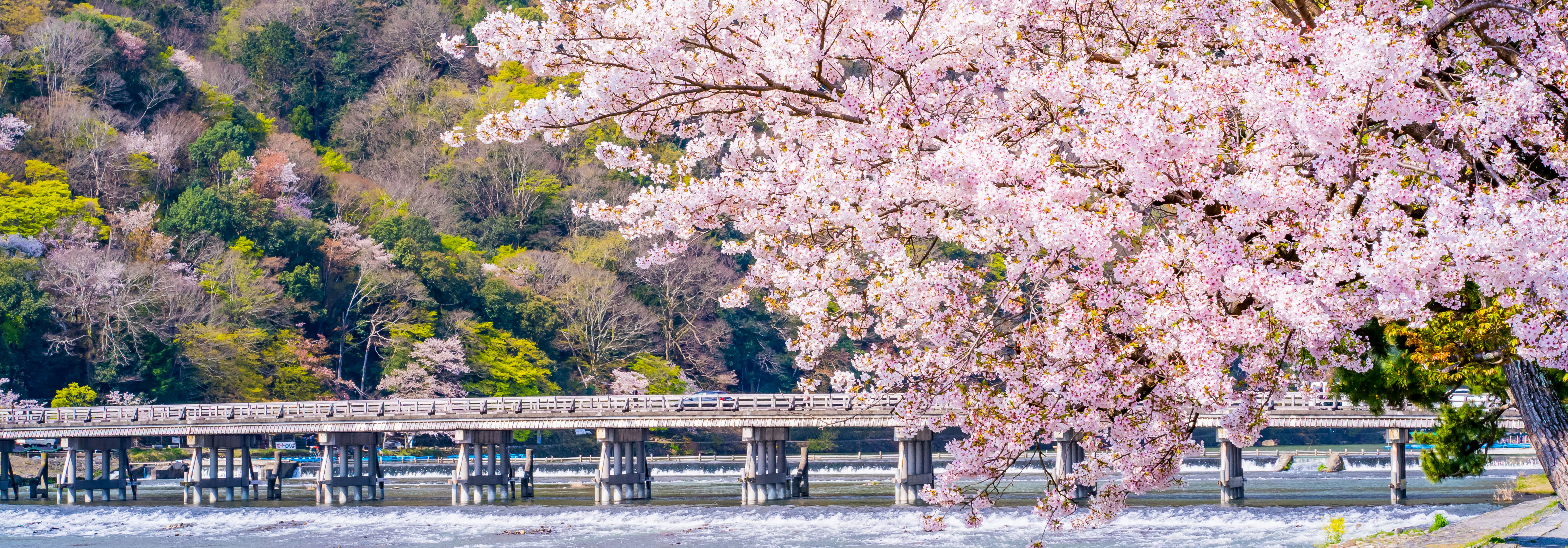 桜　メイン画像