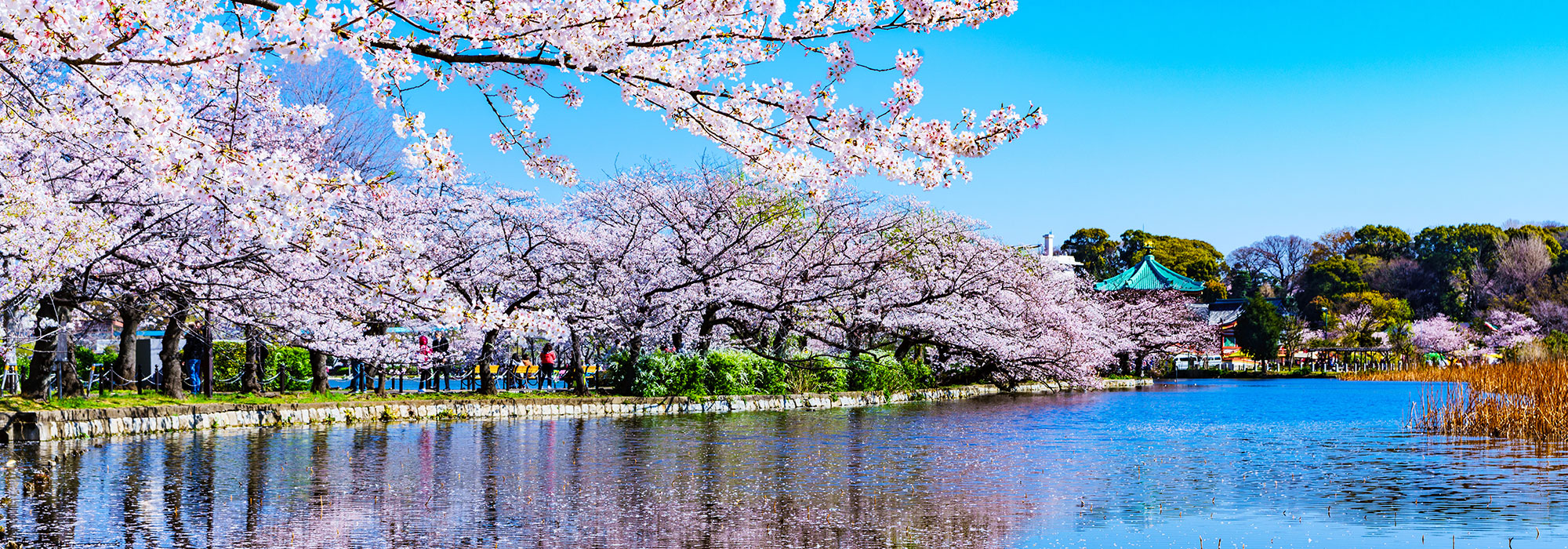 桜　メイン画像