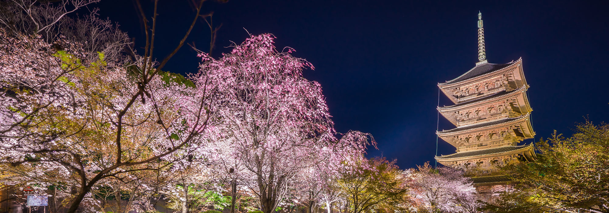 桜　メイン画像