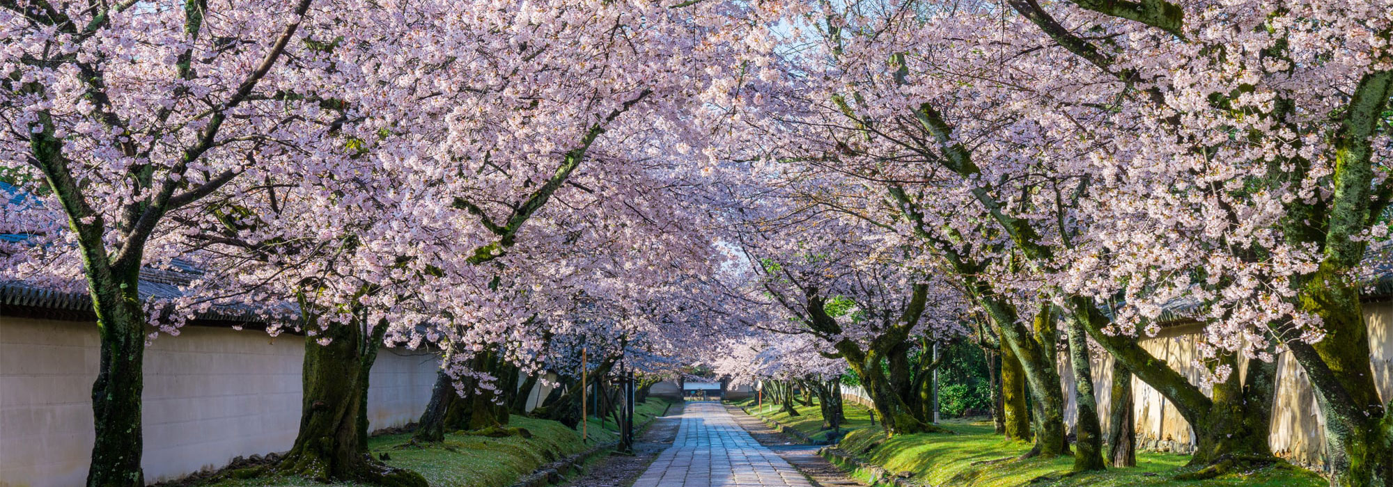 桜　メイン画像