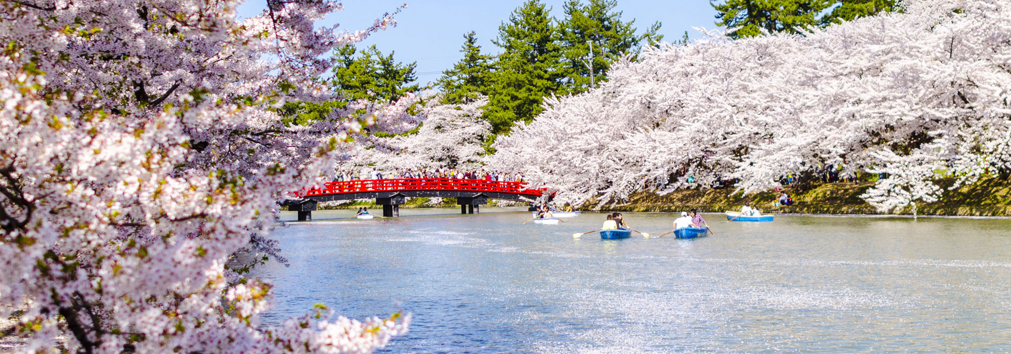 桜　メイン画像