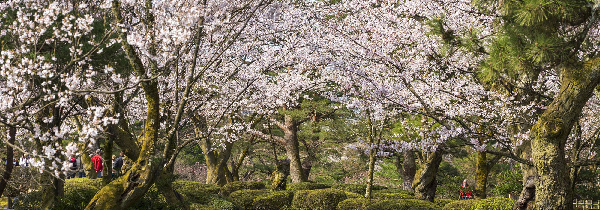 桜　メイン画像