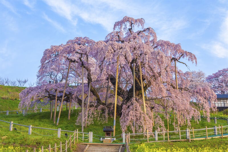 三春の滝桜・夜景（福島）