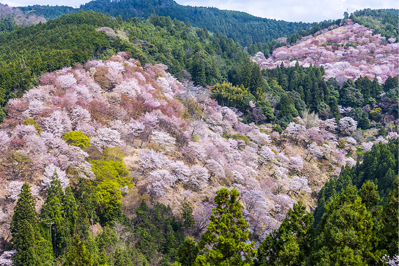 吉野山千本桜