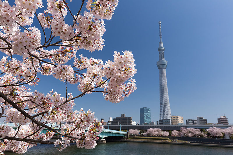 隅田公園の桜