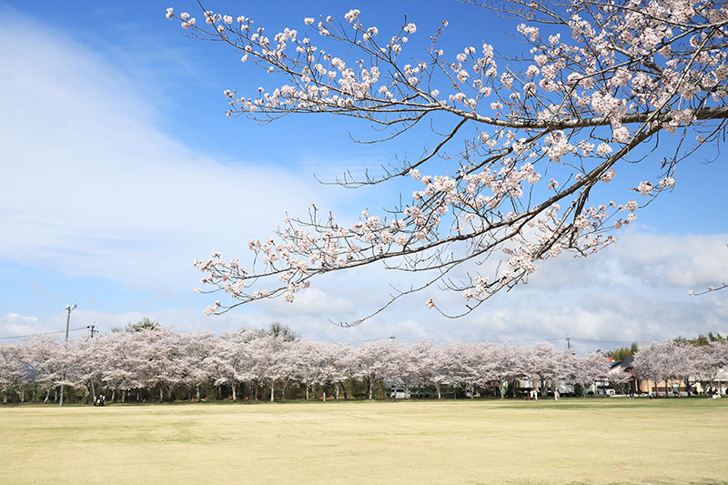 忠元公園の桜