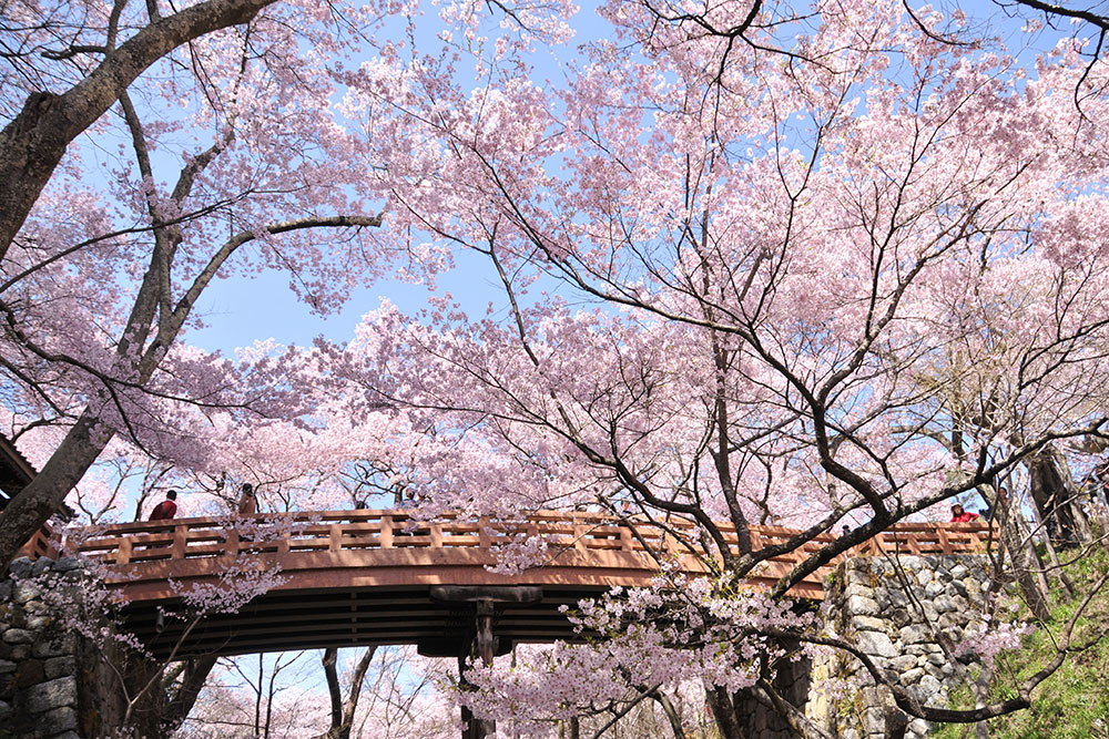 高遠城址公園の桜