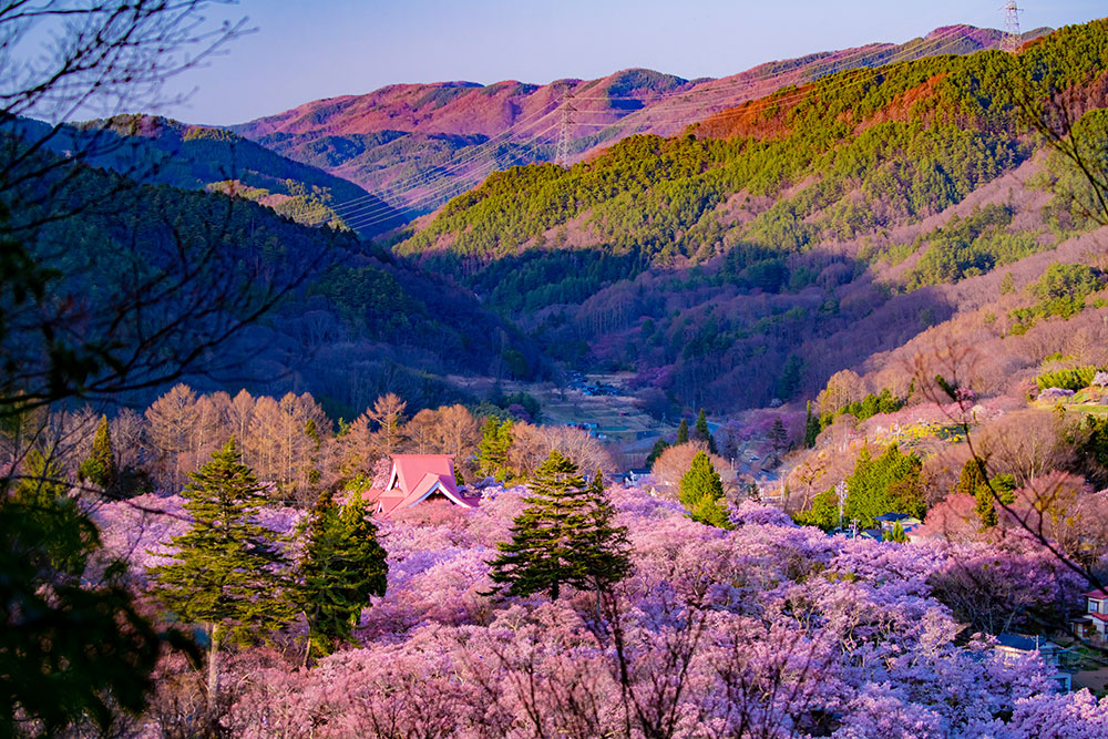 高遠城址公園の桜