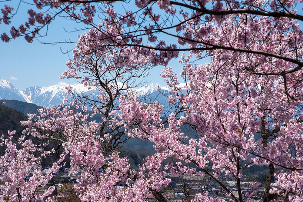 高遠城址公園の桜