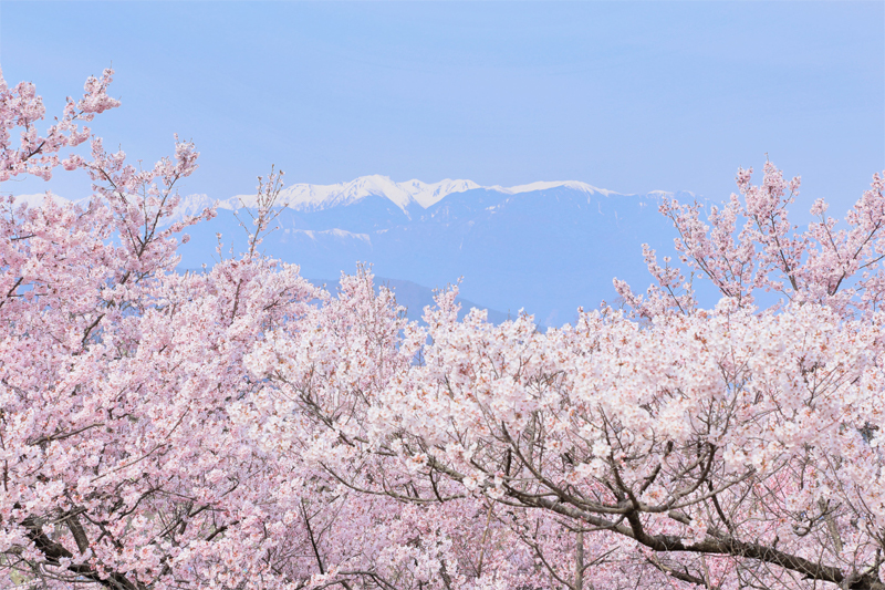 高遠城址公園