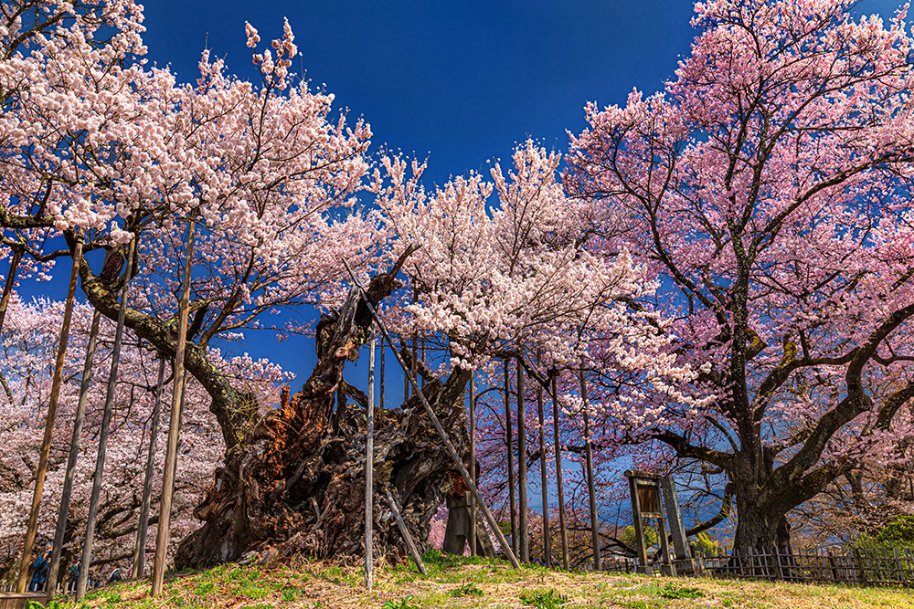 山高神代桜