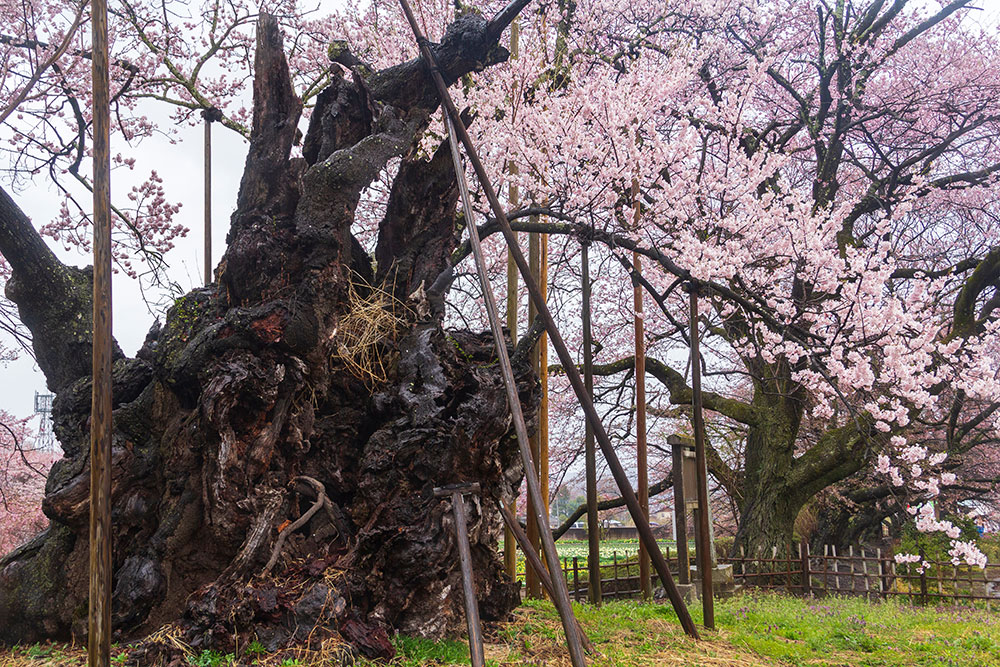 山高神代桜