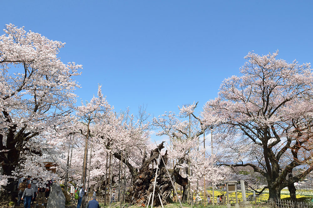 山高神代桜