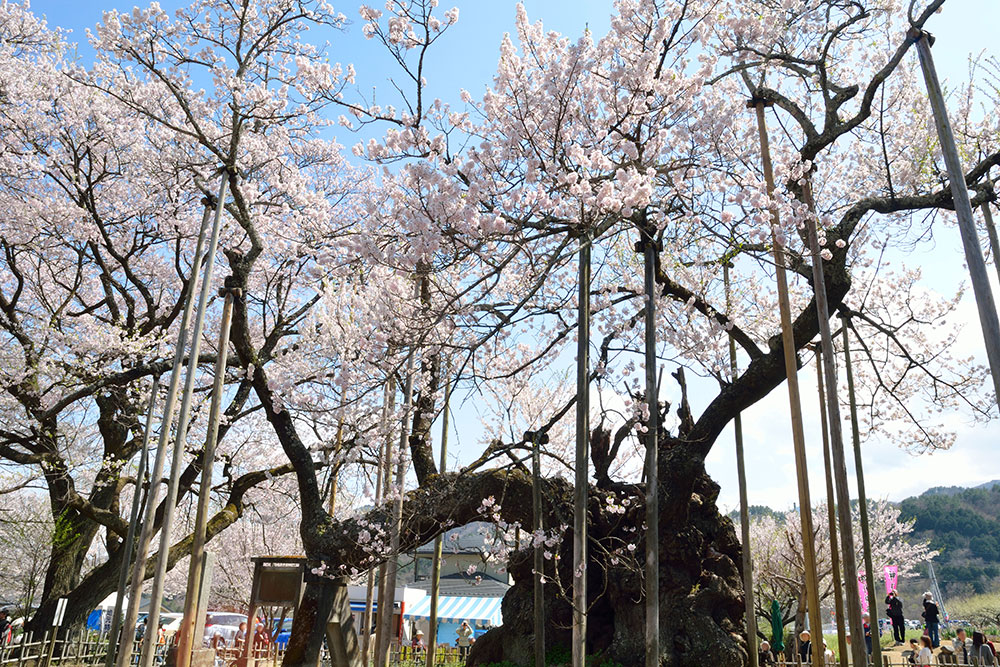 山高神代桜