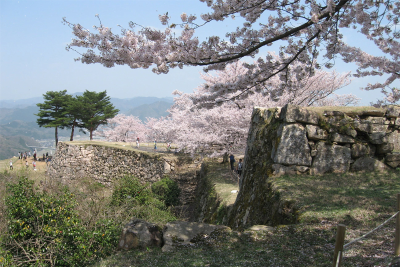 竹田城の桜