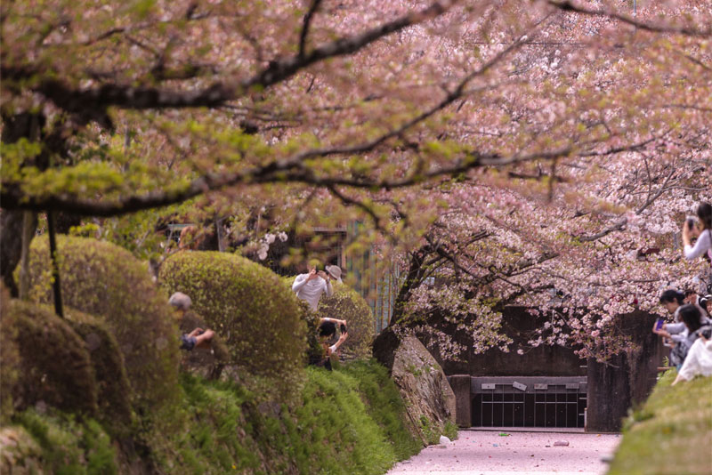 哲学の道の桜