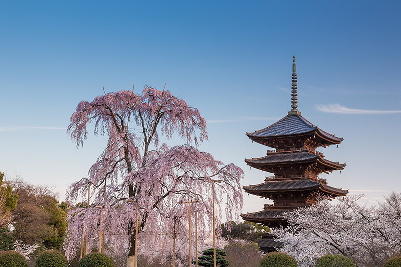 東寺の桜