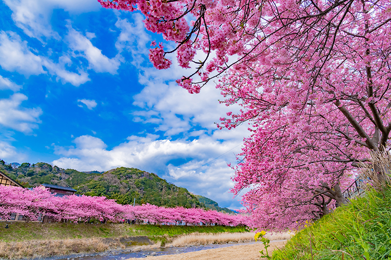 河津桜