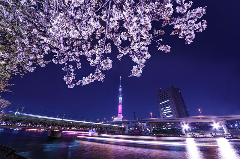 隅田川夜桜クルーズ