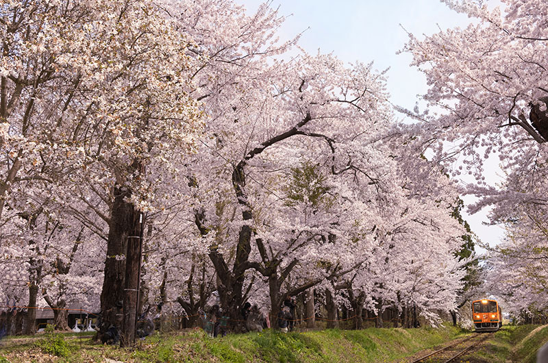 津軽鉄道と桜のトンネル