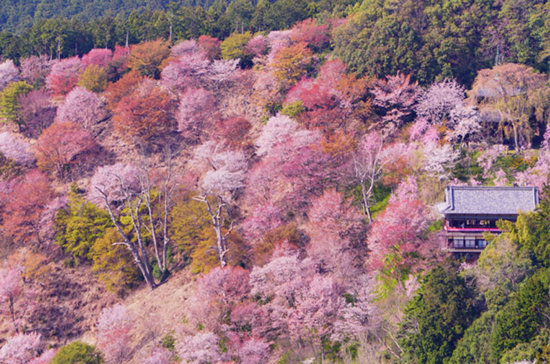 吉野山千本桜