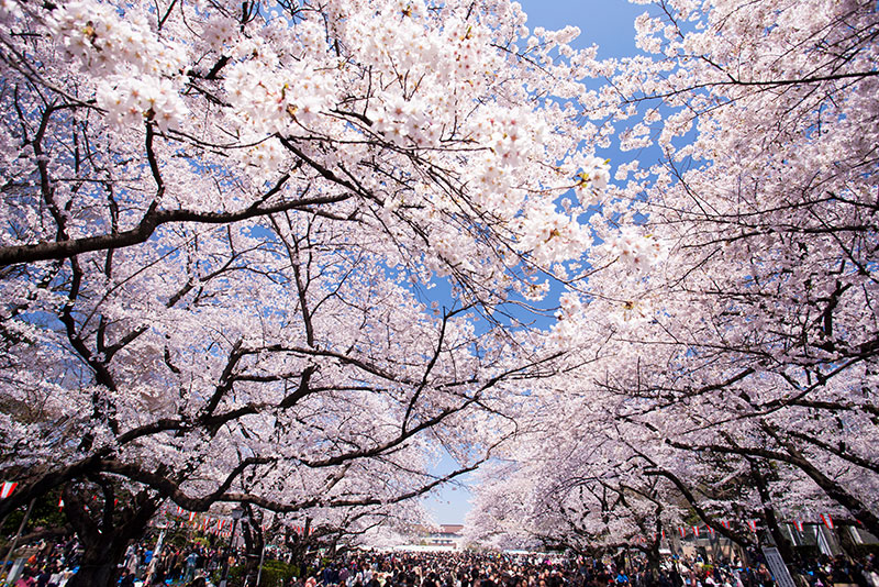 上野公園の桜