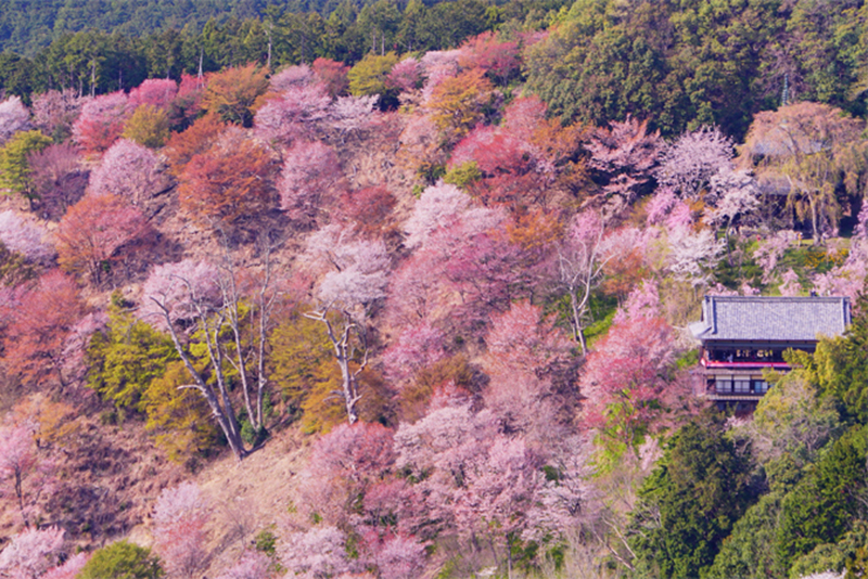 吉野千本桜